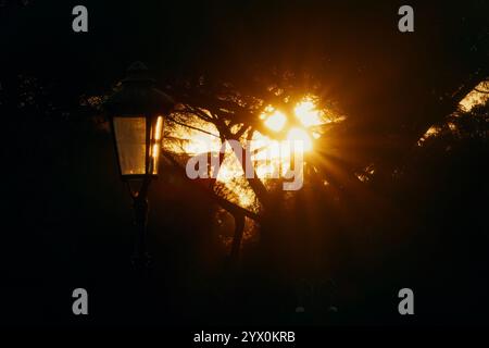 Vue de la lumière du soleil filtrant à travers un pin de pierre italien (Pinus pinea) dans un parc romain, Italie Banque D'Images