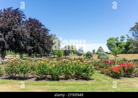 Scott Rose Garden at Trousselot Park, Charles Street, Kaiapoi, Canterbury, Île du Sud, nouvelle-Zélande Banque D'Images