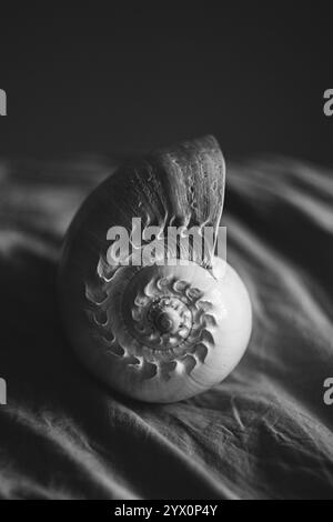 Une photographie en noir et blanc d'une coquille de nautilus chambrée Nautilus pompilius montre un beau motif en spirale. Banque D'Images