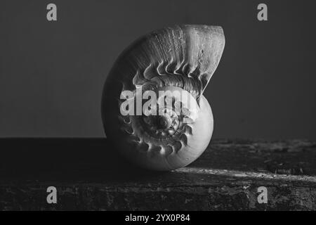 Une photographie en noir et blanc d'une coquille de nautilus chambrée Nautilus pompilius montre un beau motif en spirale. Banque D'Images