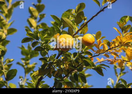 citronnier dans le jardin de la maison, deux fruits sauvages contre le ciel bleu à l'extérieur Banque D'Images