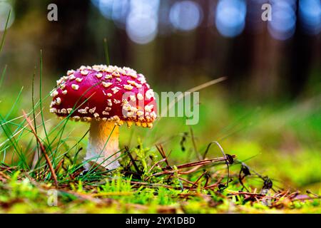 Gros plan d'un champignon agarique à la mouche poussant sur le terrain. Banque D'Images