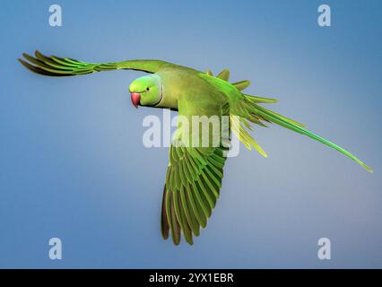 Perroquet vert en vol sur un fond bleu clair Banque D'Images