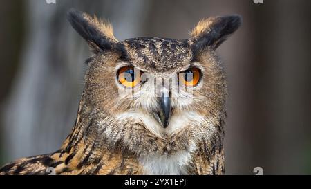 Gros plan Portrait d'une chouette eurasienne majestueuse aux yeux orange saisissants Banque D'Images