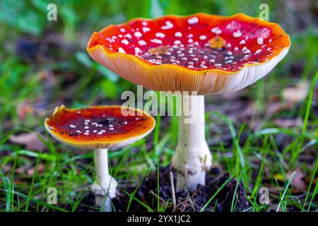 Champignons agariques mouches (Amanita muscaria) poussant en forêt. Banque D'Images