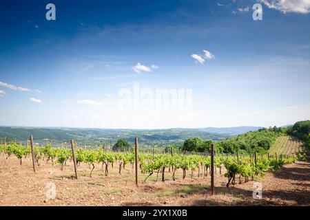 Vignoble fait de rangées de raisins sur une colline pendant un après-midi ensoleillé, pris dans la montagne Topola en Serbie, dans un château produisant du vin blanc. Banque D'Images