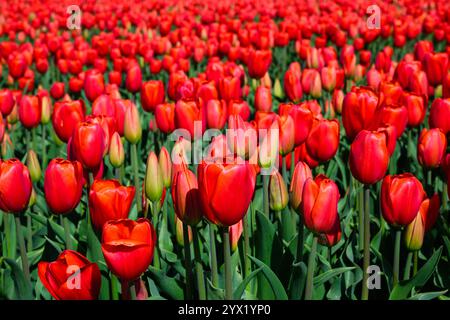 Gros plan de tulipes rouges poussant dans un champ agricole avec des feuilles vertes Banque D'Images