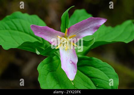 La plante de fleurs sauvages Trillium ovatum montre des dommages pendant qu'elle vieillit à la phase rose Banque D'Images