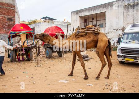 Chariot tiré par des chameaux transportant des touristes à Pushkar, Rajasthan, Inde, 28 janvier 2024 Banque D'Images