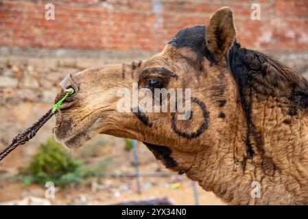 Gros plan de chameau avec visage peint à la Foire de Pushkar, Rajasthan, Inde, 28 janvier 2024 Banque D'Images