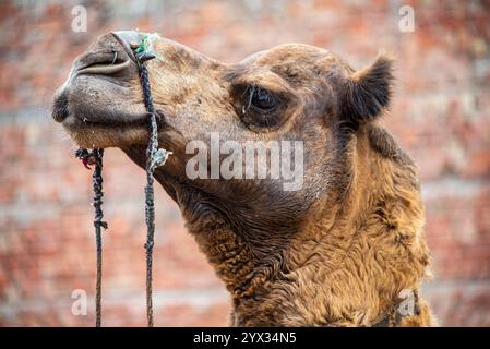 Gros plan d'un visage de chameau domestique, Pushkar, Rajasthan, Inde, 24 janvier 2024 Banque D'Images