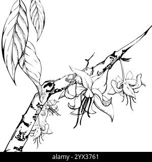 Nature tropicale exotique café cacao cacao branche d'arbre, fleurs feuilles. Illustration vectorielle d'encre dessinée à la main sur fond blanc isolé. Conception du voyage Illustration de Vecteur