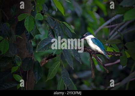 Le kingfisher à collier est un kingfisher de taille moyenne Banque D'Images