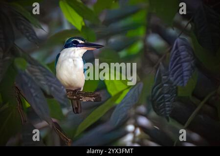 Le kingfisher à collier est un kingfisher de taille moyenne Banque D'Images