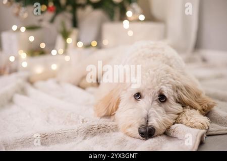 Chien avec des yeux de chien chiot devant l'arbre de noël Banque D'Images