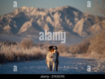 Miniature American Shepherd posant sous des montagnes majestueuses enneigées Banque D'Images