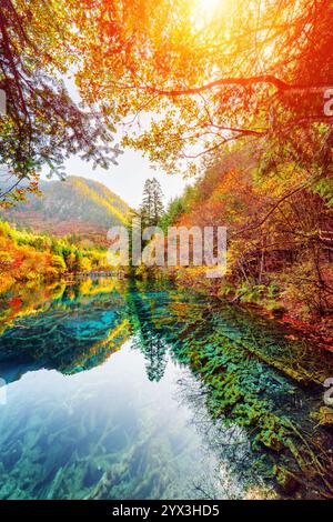 Le lac des cinq fleurs parmi les bois d'automne, réserve naturelle de Jiuzhaigou Banque D'Images