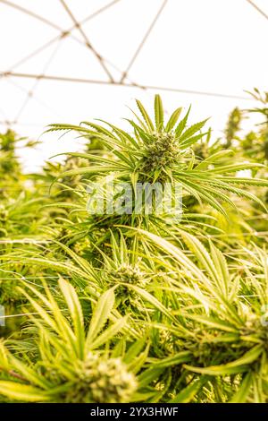 Belles plantes de cannabis d'intérieur avec de grosses pépites en Afrique du Sud Banque D'Images