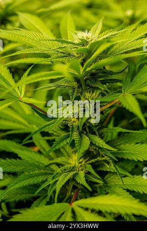 Belles plantes de cannabis d'intérieur avec de grosses pépites en Afrique du Sud Banque D'Images