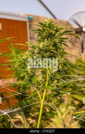 Belles plantes de cannabis d'intérieur avec de grosses pépites en Afrique du Sud Banque D'Images