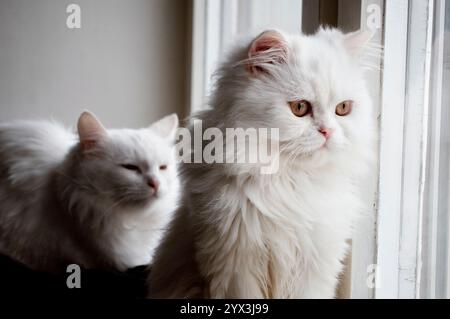 Deux chats blancs se relaxant par une fenêtre Banque D'Images