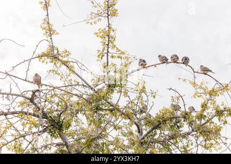 colombes perchées sur un arbre avec des feuilles d'automne contre un ciel nuageux Banque D'Images