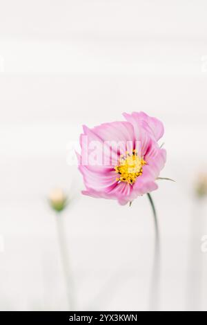 fleur rose fantaisiste douce contre un mur blanc flou Banque D'Images