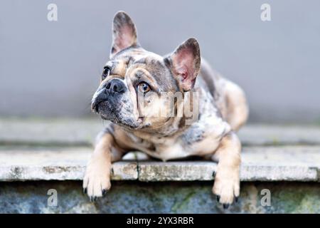 Chien bouledogue français couleur merle mignon Banque D'Images