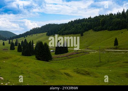 Prairie verte avec pins et sapins par jour d'été sous un ciel bleu à Padis, Bihor Couny, Apuseni Mountains, Roumanie Banque D'Images