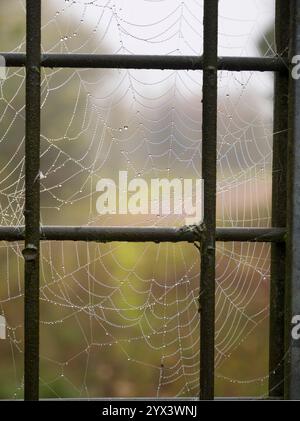 Toile d'araignée couverte de rosée par un matin d'automne brumeux dans le Lower Radley Village. Cette porte se trouve sur le sentier du pont de résonance. Il est toujours verrouillé ; au-delà Banque D'Images