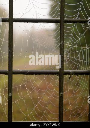 Toile d'araignée couverte de rosée par un matin d'automne brumeux dans le Lower Radley Village. Cette porte se trouve sur le sentier du pont de résonance. Il est toujours verrouillé ; au-delà Banque D'Images
