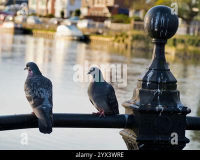 Pigeons perchés regardant en amont de la Tamise à St Helens Wharf Saint Helen's Wharf. C'est un endroit de beauté noté sur la rivière, ustream du mediev Banque D'Images