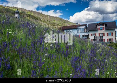 Paysage montagneux avec une colline couverte de lupins violets sauvages et de marguerites au premier plan et maison alpine et une tour d'église sur une colline. Banque D'Images