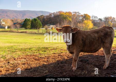 Une jeune vache brune debout sur une ferme avec de l'herbe verte luxuriante, des arbres d'automne et des montagnes au loin sous un ciel bleu clair. Banque D'Images