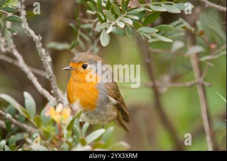 Robin eurasien (Erithacus rubecula). Oiseau adulte parmi les branches d'un arbre de mastic. Parc naturel de la Sierra de Andújar, province de Jaen, Andalousie, Espagne. Banque D'Images