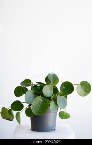 Gros plan de la plante d'intérieur Pilea peperomioides, également appelée la plante d'argent chinoise poussant dans un pot avec un fond de mur blanc Banque D'Images