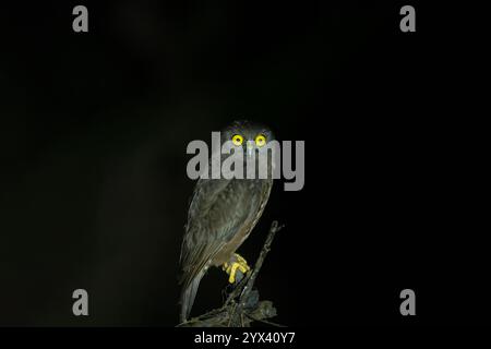 Un faucon-hibou de Hume ou un hibou boobook de Hume avec ses yeux jaune vif et perché sur une branche d'arbre mort dans la forêt la nuit avec un fond sombre o Banque D'Images