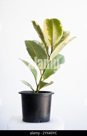 Ficus elastica tineke ou plante de caoutchouc panachée poussant dans un pot avec un fond de mur blanc et à la lumière naturelle. Banque D'Images