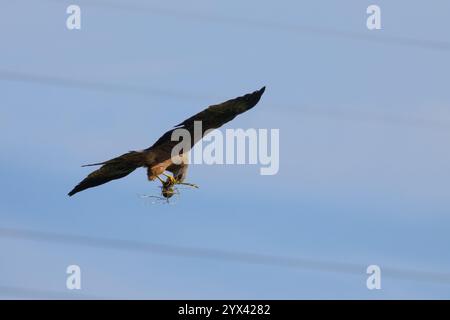 Un cerf-volant de proie avec une souris fraîchement attrapée dans ses griffes Banque D'Images