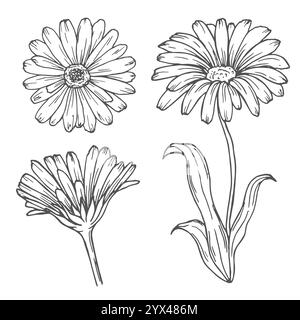 Ensemble de fleurs de calendula, dessin au trait. Fleurs de Marigold, éléments de conception florale de contour isolés sur fond blanc Illustration de Vecteur