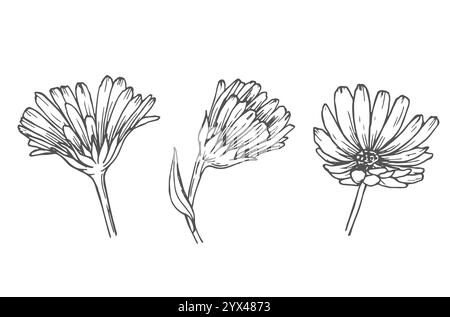 Ensemble de fleurs de calendula, dessin au trait. Fleurs de Marigold, éléments de conception florale de contour isolés sur fond blanc Illustration de Vecteur