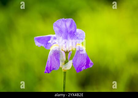 Fleur d'iris violette. Gros plan de la plante à fleurs sur un fond vert. Banque D'Images