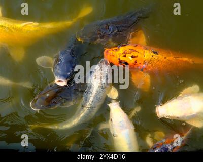 De nombreuses carpes koï (Cyprinus) à rayures en surface de l'eau Banque D'Images