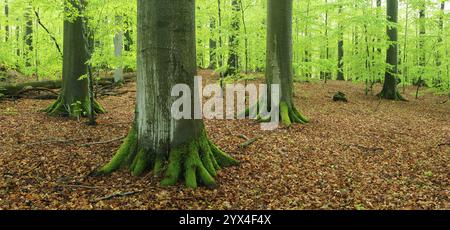 Vieille forêt de hêtres avec des hêtres géants au début du printemps, feuillage vert frais, réserve de forêt naturelle, parc naturel Steigerwald, Franconie, Bavière Banque D'Images