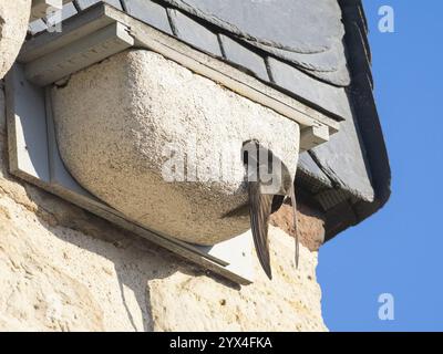 Swift commun (Apus apus), oiseau adulte à l'entrée de son nid, qui est l'un d'une rangée de nichoirs artificiels qui ont été mis sur les speci du bâtiment Banque D'Images