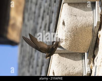 SWIFT commun (Apus apus), oiseau adulte en vol quittant son nid, qui est l'un d'une rangée de nichoirs artificiels qui ont été mis sur le bâtiment sp Banque D'Images