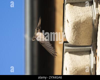 SWIFT commun (Apus apus), oiseau adulte en vol quittant son nid, qui est l'un d'une rangée de nichoirs artificiels qui ont été mis sur le bâtiment sp Banque D'Images