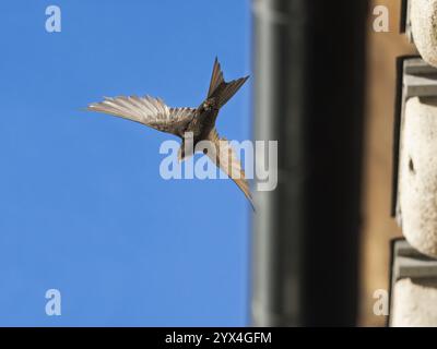 SWIFT commun (Apus apus), oiseau adulte en vol quittant son nid, qui est l'un d'une rangée de nichoirs artificiels qui ont été mis sur le bâtiment sp Banque D'Images