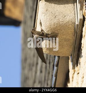 Swift commun (Apus apus), oiseau adulte à l'entrée de son nid, qui est l'un d'une rangée de nichoirs artificiels qui ont été mis sur les speci du bâtiment Banque D'Images