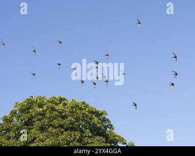 Swift commun (Apus apus), affluent en vol, contre un ciel bleu et au-dessus d'un arbre, Hesse, Allemagne, Europe Banque D'Images